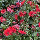 Senetti Red Orange