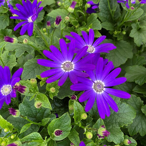 Senetti Violet