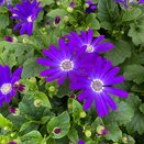 Senetti Violet
