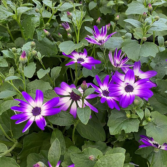 Senetti Violet Bicolour