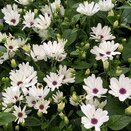 Senetti White