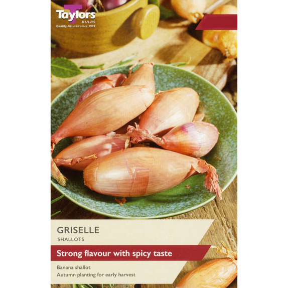 Shallot 'Griselle'