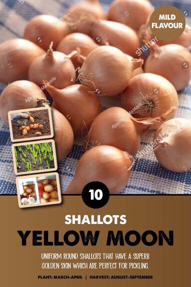 Shallot Yellow Moon