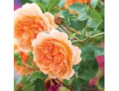 Shrub Rose Dame Judi Dench by David Austin