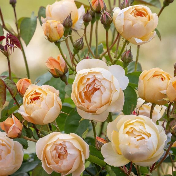 Shrub Rose Dannahue by David Austin
