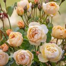 Shrub Rose Dannahue by David Austin