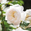 Shrub Rose Desdemona by David Austin - image 1