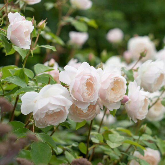 Shrub Rose Desdemona by David Austin - image 2