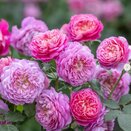 Shrub Rose Emma Bridgewater by David Austin