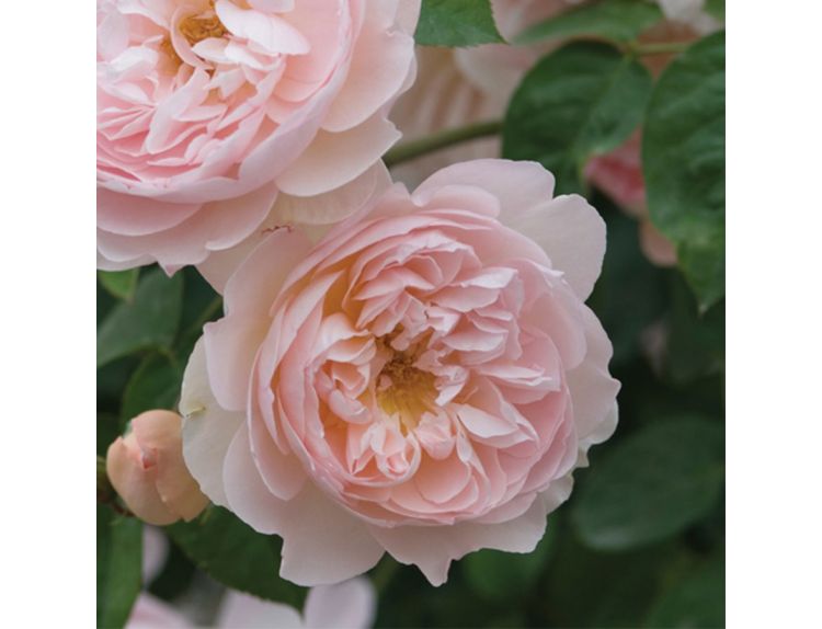 Shrub Rose Gentle Hermione by David Austin