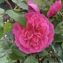 Shrub Rose Gertrude Jekyll by David Austin