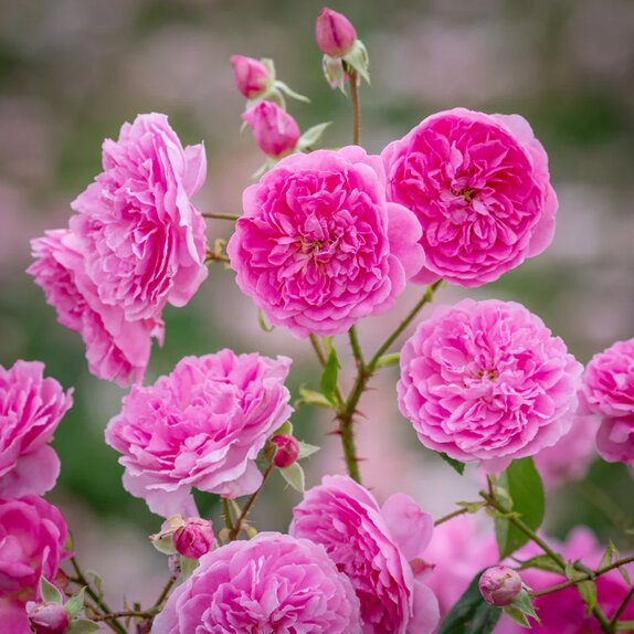 Shrub Rose Harlow Carr by David Austin - image 1