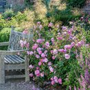 Shrub Rose Harlow Carr by David Austin - image 2