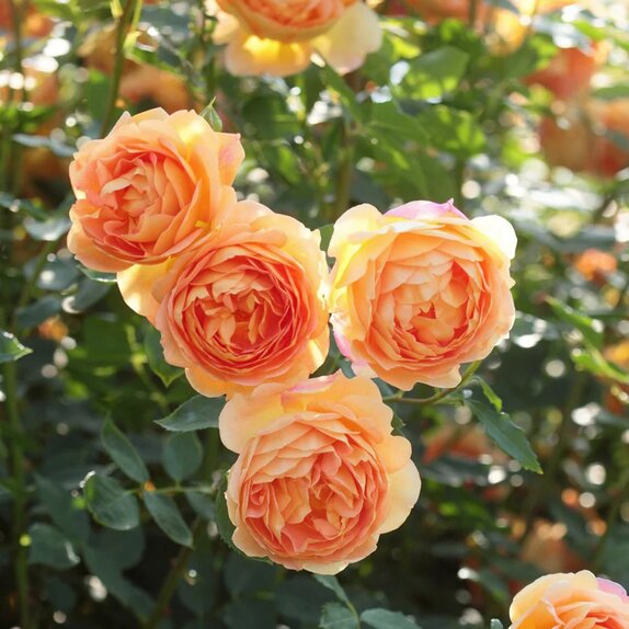 Shrub Rose Lady Of Shalot by David Austin