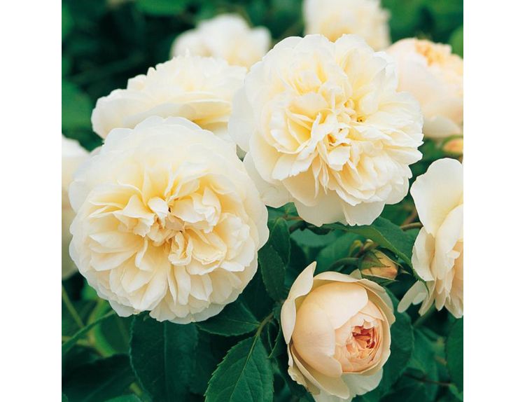 Shrub Rose Lichfield Angel by David Austin