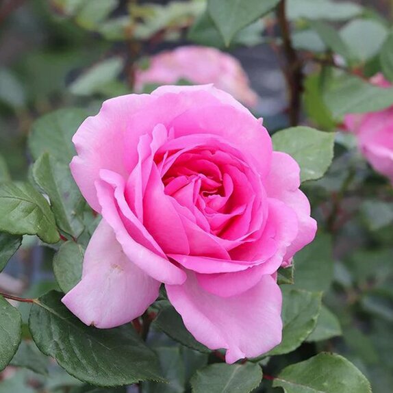 Shrub Rose Mum in a Million by Henry Street