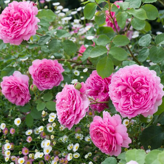 Shrub Rose Princess Alexandra of Kent by David Austin