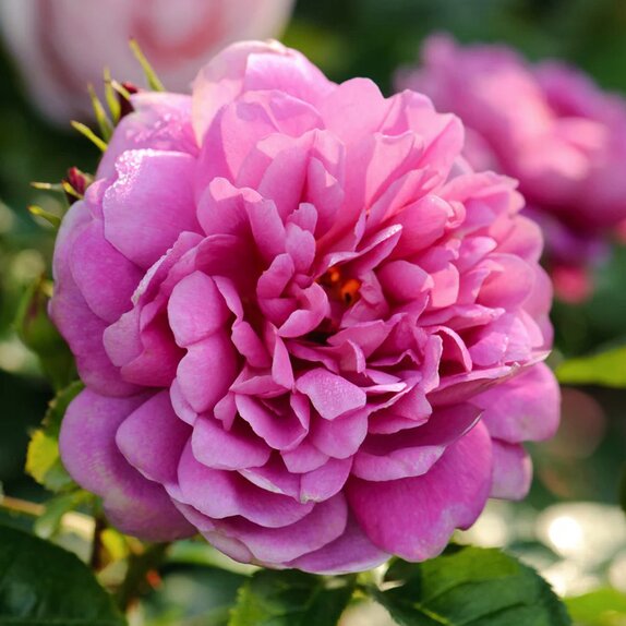 Shrub Rose Princess Anne by David Austin