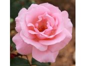 Shrub Rose Queen Elizabeth Grandiflora