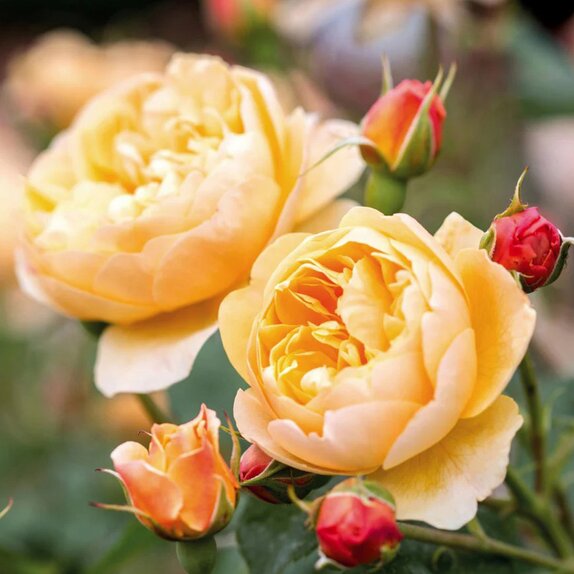 Shrub Rose Roald Dahl by David Austin