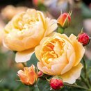 Shrub Rose Roald Dahl by David Austin