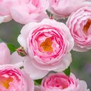 Shrub Rose Scepter'd Isle by David Austin - image 1