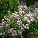Shrub Rose Scepter'd Isle by David Austin - image 2