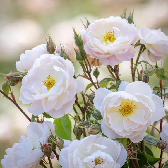 Shrub Rose Sir David Beckham by David Austin