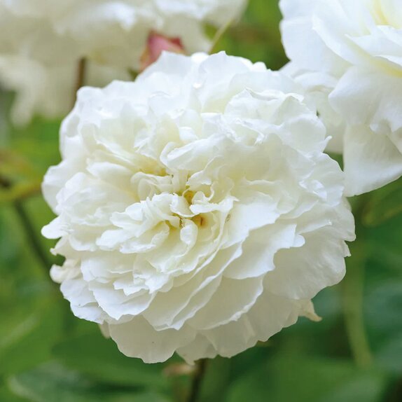 Shrub Rose Susan William-Ellis by David Austin