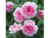 Shrub Rose The Ancient Mariner by David Austin