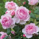 Shrub Rose The Ancient Mariner by David Austin