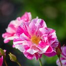 Shrub Rose The King's Rose by David Austin