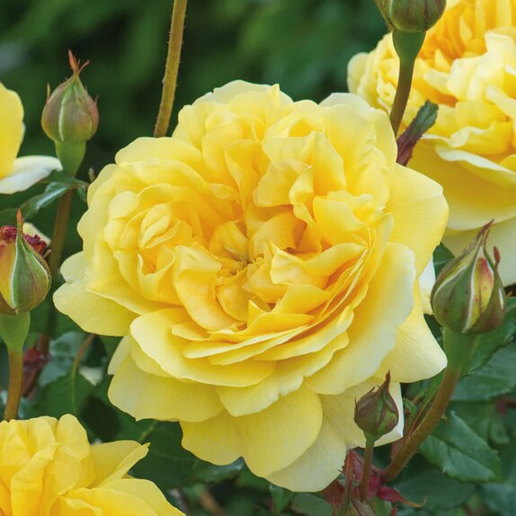 Shrub Rose The Poet's Wife by David Austin - image 1