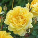 Shrub Rose The Poet's Wife by David Austin - image 1