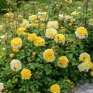 Shrub Rose The Poet's Wife by David Austin - image 2