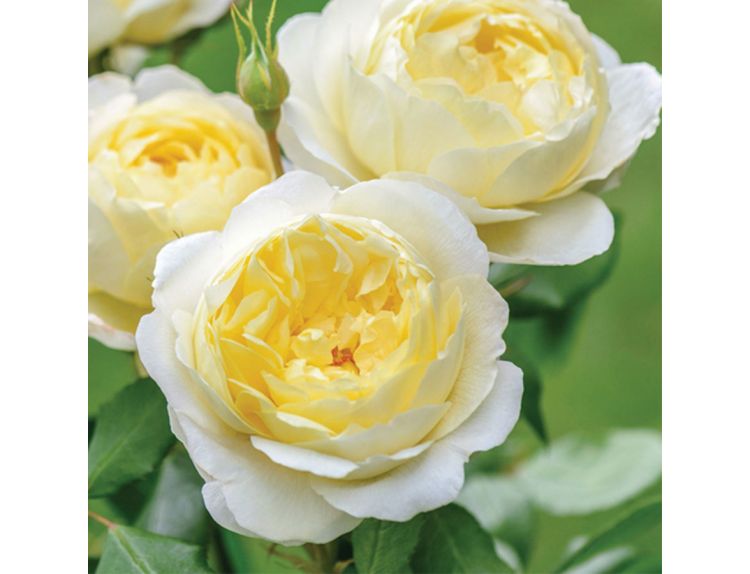 Shrub Rose Vanessa Bell by David Austin