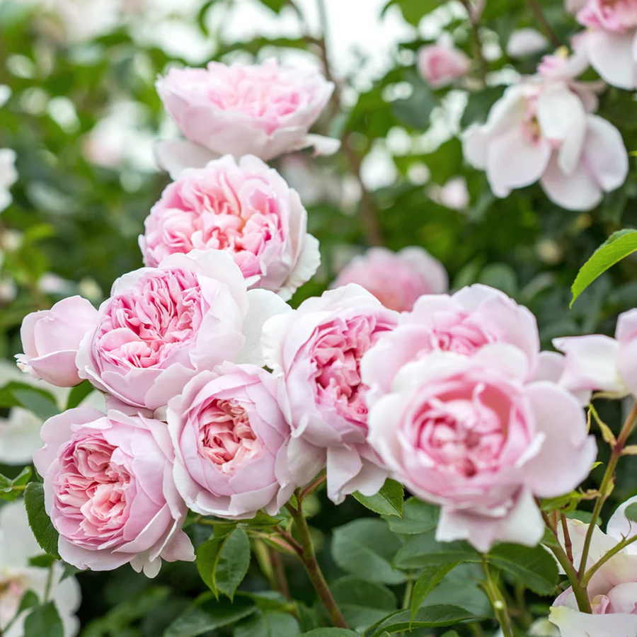 Shrub Rose Wildeve by David Austin - Knights Garden Centres