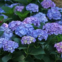 Shrubs