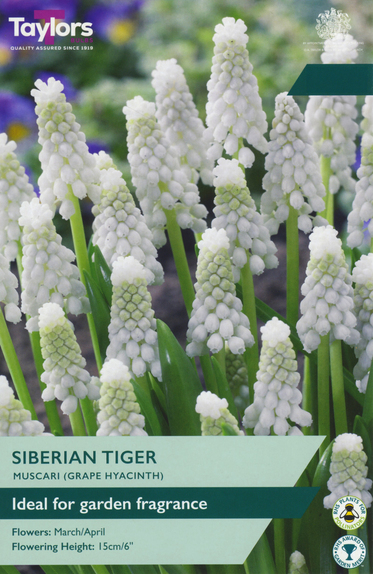 Siberian Tiger - Muscari