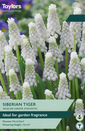 Siberian Tiger - Muscari