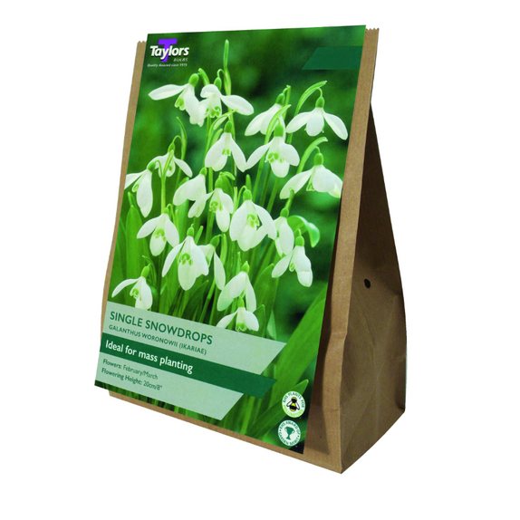 Single Snowdrops Value Bag