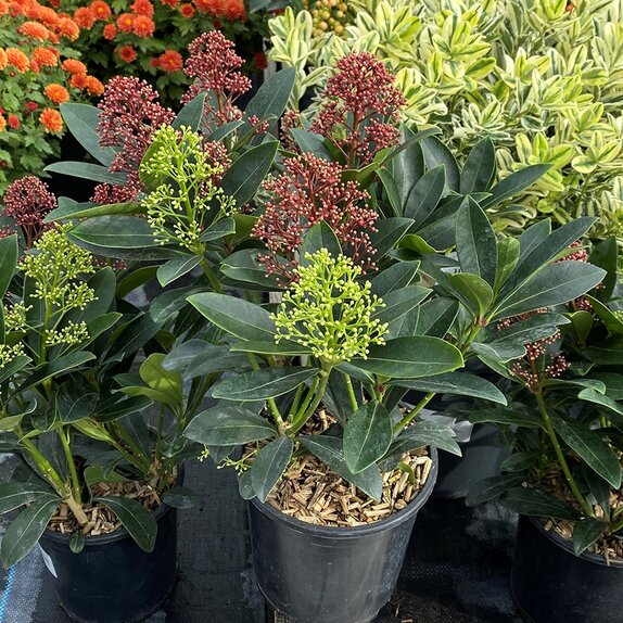 Skimmia jap. Carnaval sense