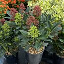 Skimmia jap. Carnaval sense