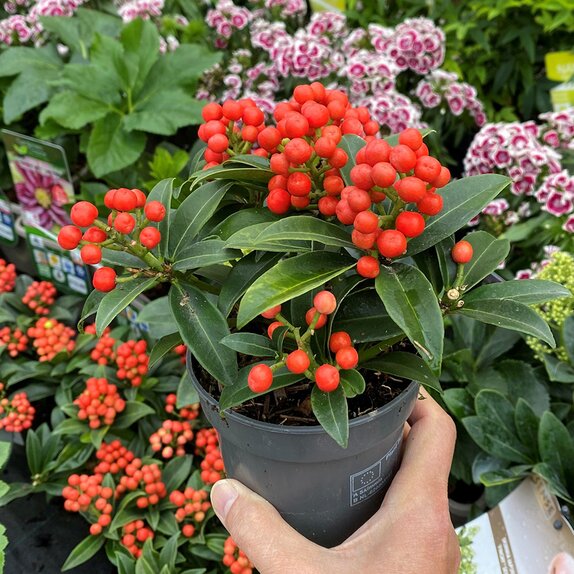 Skimmia jap. Cleopatra