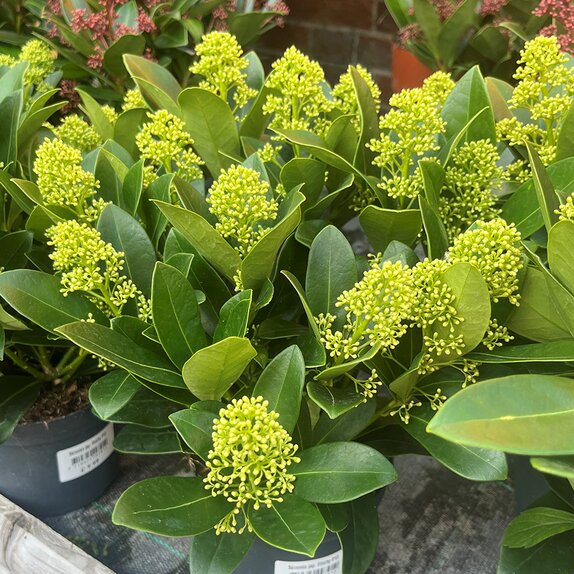 Skimmia jap. Finchy
