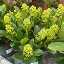 Skimmia jap. Finchy
