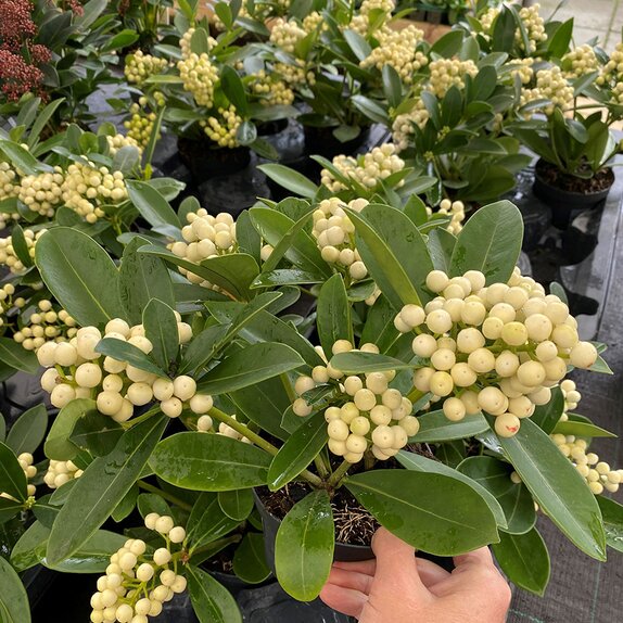 Skimmia jap. O'Berries White