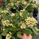 Skimmia jap. O'Berries White