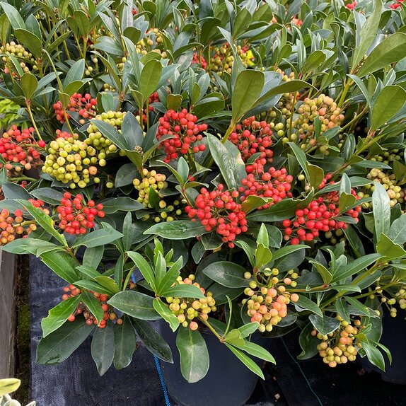 Skimmia jap. Pabella large specimen