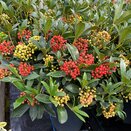Skimmia jap. Pabella large specimen